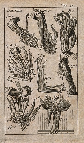 Muscles of the hand and arm. Engraving, 1686, after Gérard de Lairesse, 1685.