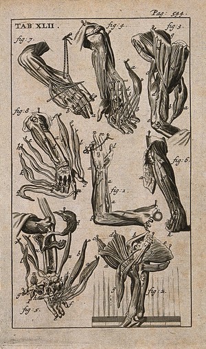 view Muscles of the hand and arm. Engraving, 1686, after Gérard de Lairesse, 1685.