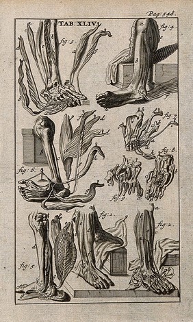 Muscles of the lower leg and foot. Engraving, 1686, after Gérard de Lairesse, 1685.