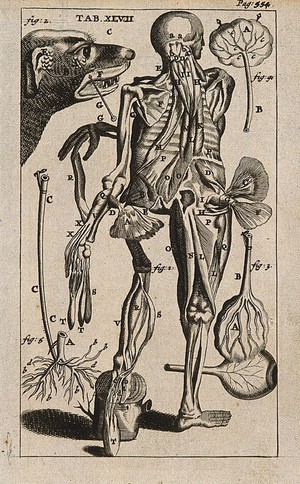 view The muscles of the human body seen from the back and the salivary glands of a dog. Engraving, 1686.