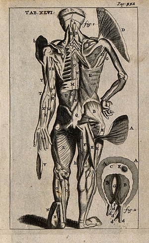 view The muscles of the body seen from the back and the diaphragm (at the lower right). Engraving, 1686.