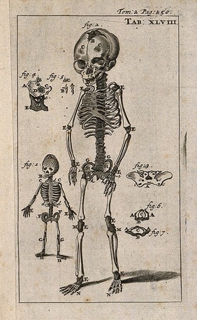 The skeletons of two foetuses, two and five months old, demonstrating the development of ossification. Engraving, 1686.