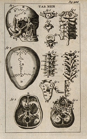 view The bones of the human skeleton: the skull and the vertebrae. Engraving, 1686.