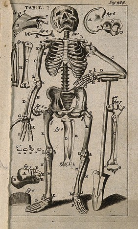 A human skeleton, seen from the front and leaning on a spade, surrounded by illustrations of individual bones. Engraving, 1686.