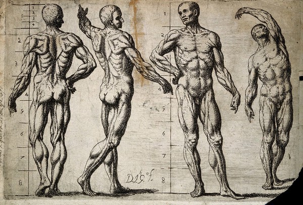 Four male écorchés or partially flayed figures; the first and the third have proportional markings. Etching by J. García Hidalgo, ca. 1691.