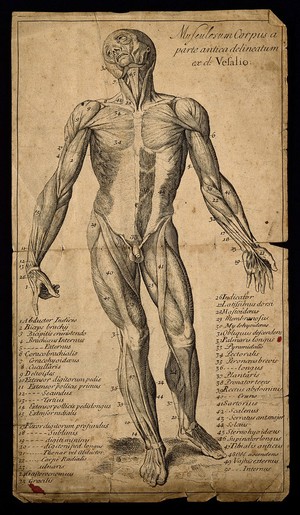 view A muscleman, seen from the front. Engraving, 1713, after a woodcut, 1543.