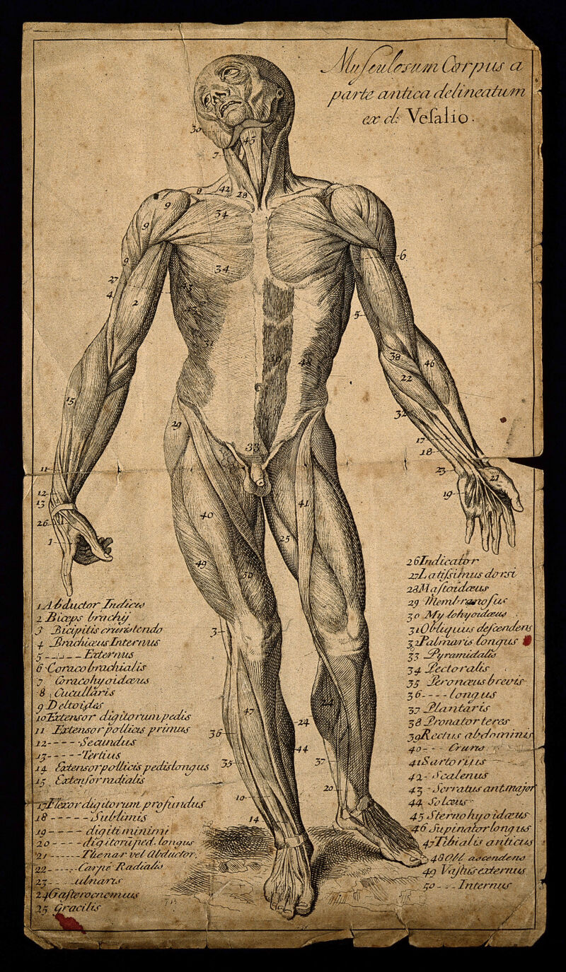 A muscleman, seen from the front. Engraving, 1713, after a woodcut, 1543., 1713, by François Boitard