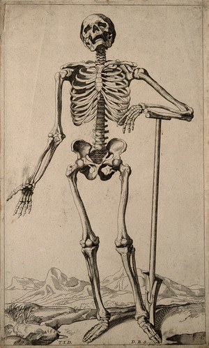 view A human skeleton, seen from the front, resting the bones of his lower left arm on a spade handle. Engraving by D. M. Bonaveri, ca. 1685/1690 after a woodcut, 1543.