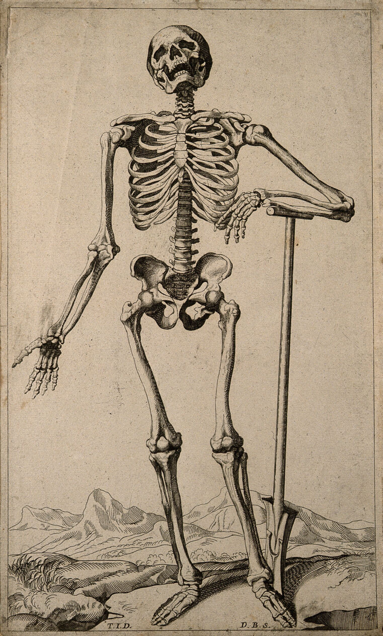 A human skeleton, seen from the front, resting the bones of his