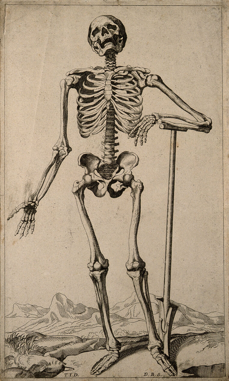 A human skeleton, seen from the front, resting the bones of his lower left  arm on a spade handle. Engraving by D. M. Bonaveri, ca. 1685/1690 after a  woodcut, 1543.