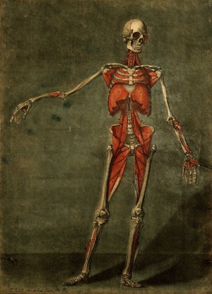 view The muscles of the human body, fourth layer, seen from the front. Colour mezzotint by A. E. Gautier d'Agoty after himself, 1773.