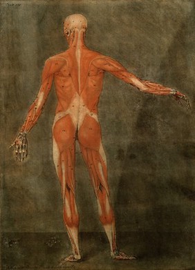 The muscles of the human body, first layer, seen from the back. Colour mezzotint by A. E. Gautier d'Agoty after himself, 1773.