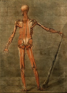 The muscles of the human body, third layer, seen from the back; the figure balances a club with his right hand and stands before a wall of stone blocks. Colour mezzotint by L. Gautier d'Agoty after A. E. Gautier d'Agoty, 1773.