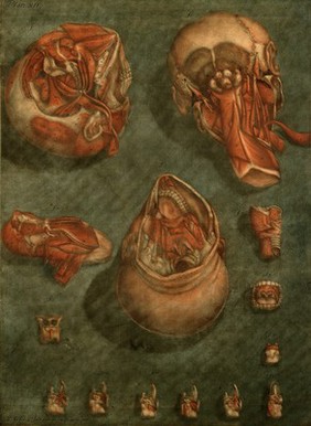 Muscles and bones of the head and neck. Colour mezzotint by A. E. Gautier d'Agoty after himself, 1773.