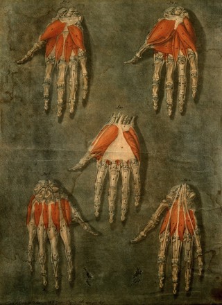 Muscles and bones of the hand. Colour mezzotint by A. E. Gautier d'Agoty after himself, 1773.