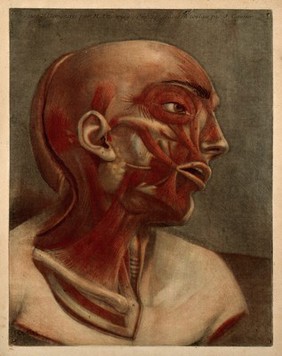 Muscles of the right side of the head and neck. Colour mezzotint by J. F. Gautier d'Agoty after himself, 1745-1746.