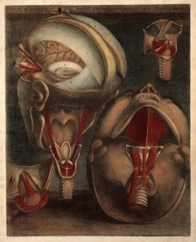 Muscles of the eye and larynx and the head shown with a section of skull removed. Colour mezzotint by J.F. Gautier d'Agoty after himself, 1745-1746.