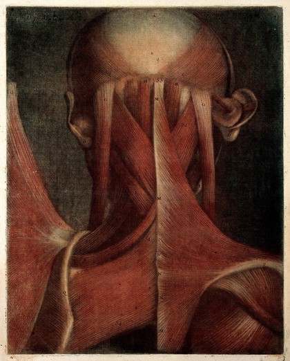 Muscles of the head, neck and shoulders. Colour mezzotint by J.F. Gautier d'Agoty after himself, 1745-1746.