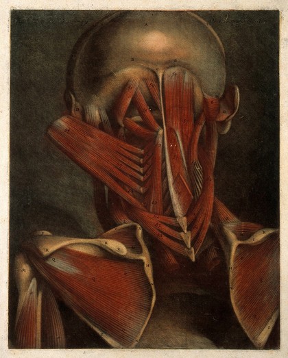 Deep muscles of the head, neck and shoulders. Colour mezzotint by J.F. Gautier d'Agoty after himself, 1745-1746.