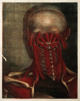 Muscles of the head, neck and shoulders. Colour mezzotint by J.F. Gautier d'Agoty after himself, 1745-1746.