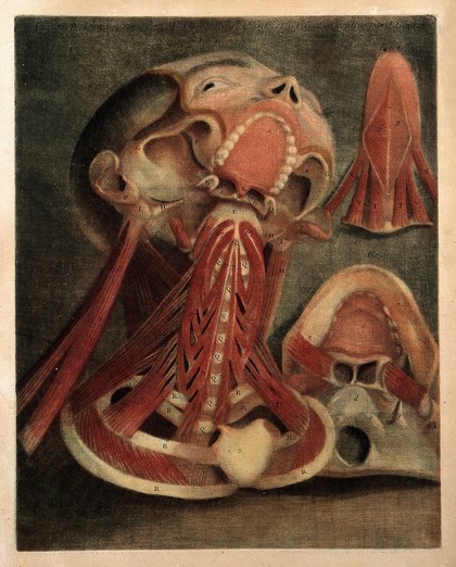 Muscles of the neck, tongue and jaws. Colour mezzotint by J.F. Gautier d'Agoty after himself, 1745-1746.