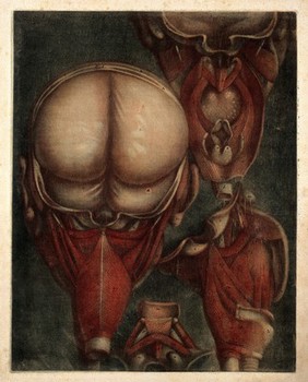 Muscles of the pharynx, viewed from the back and side, and separated. Colour mezzotint by J. F. Gautier d'Agoty after himself, 1745-1746.