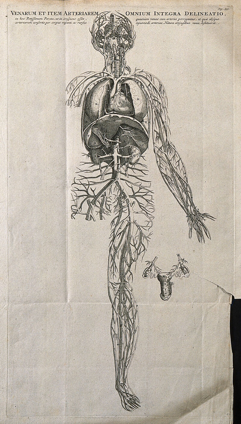 The venous and arterial system of the human body. Engraving by J. Wandelaar, 1726, after a woodcut, 1543., [1725], by Jan Wandelaar