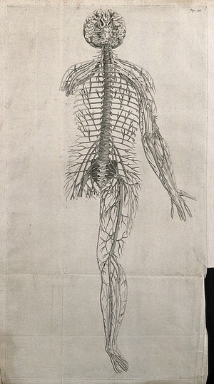 view The nervous system of the human body. Engraving by J. Wandelaar, 1726, after a woodcut, 1543.