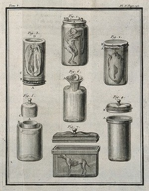 view Seven figures illustrating different types of anatomical specimen jars and their lids and methods of preservation used by Réaumur, Le Cat, and others. Engraving, 1749.