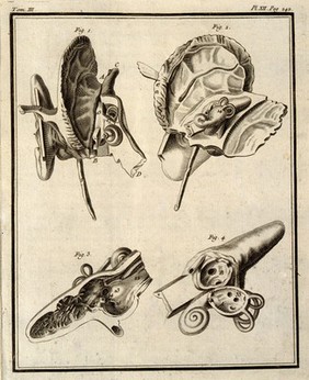 Limewood models of the ear by G. Mastiani 1743. Engraving, 1749.