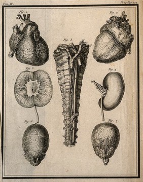 Wax models of the viscera, etc. by Jean-Joseph Sue père, after his own dissections. Engraving, 1749.