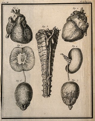 Wax models of the viscera, etc. by Jean-Joseph Sue père, after his own dissections. Engraving, 1749.