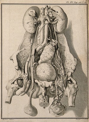 view Wax model of the human male generative organs and viscera, made by an anonymous collaborator of La Croix from dissections made by M. Faget while surgeon at the Hôpital Général de la Salpêtrière. Engraving by R. Gaillard after J. De Seve, 1749.