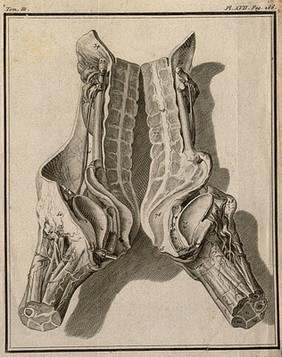 Wax model of the female generative organs, by an anonymous collaborator of La Croix from dissections by Faget. Engraving, 1749.