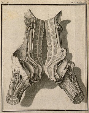 view Wax model of the female generative organs, by an anonymous collaborator of La Croix from dissections by Faget. Engraving, 1749.