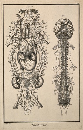 Nervous system after Vieussens (fig. 1); brain and spinal cord after Eustachius (fig. 2) Engraving by Defehrt, 1762.