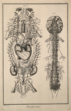 view Nervous system after Vieussens (fig. 1); brain and spinal cord after Eustachius (fig. 2) Engraving by Defehrt, 1762.