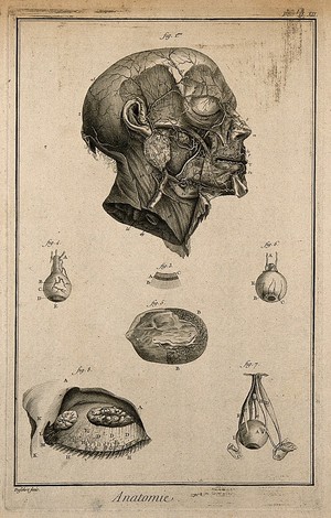 view The arteries of the head after Haller; the eye, after Ruysch, Cowper and Bidloo. Engraving by A.J. Defehrt, 1762.