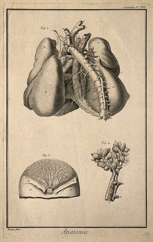 view The arteries and lungs (fig. 2), after Haller; the breast (fig. 3), after Nuck; branch of the bronchi (fig. 4), after Bidloo. Engraving by Prevost, 1762.