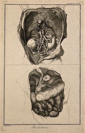 view The anatomy of the abdomen, showing the kidneys, the intestines, etc., after Haller. Engraving by A.J. Defehrt, 1762.