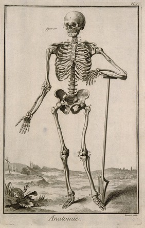 A human skeleton, seen from the front, resting the bones of his left forearm on a spade handle, after Vesalius. Engraving by Benard, late 18th century, after a woodcut, 1543.