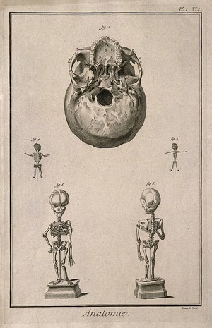 view The base of the skull and foetal skeletons of different ages. Engraving by Benard, late 18th century.