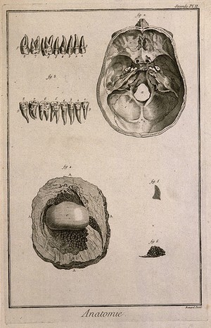 view Teeth, skull and patella (knee cap), the latter after Clopton Havers. Engraving by Benard, late 18th century.