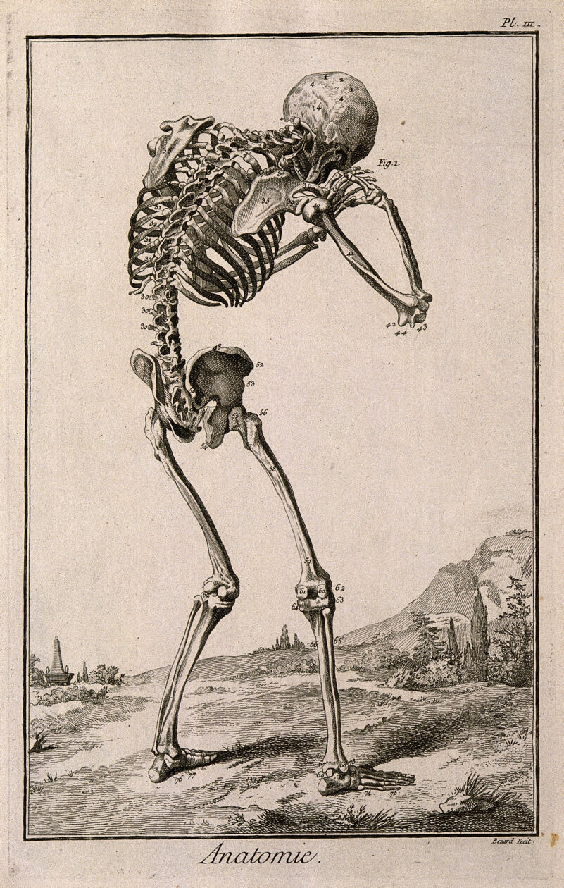 A human skeleton, seen from the back, bent forward with his hands