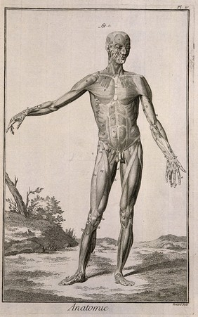 The muscles of the human body, first layer, seen from the front, after Albinus. Engraving by Benard, late 18th century.