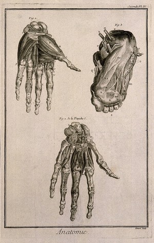 view The muscles of the hand, after Albinus, and of the foot, after De Courcelles. Engraving by Benard, late 18th century.