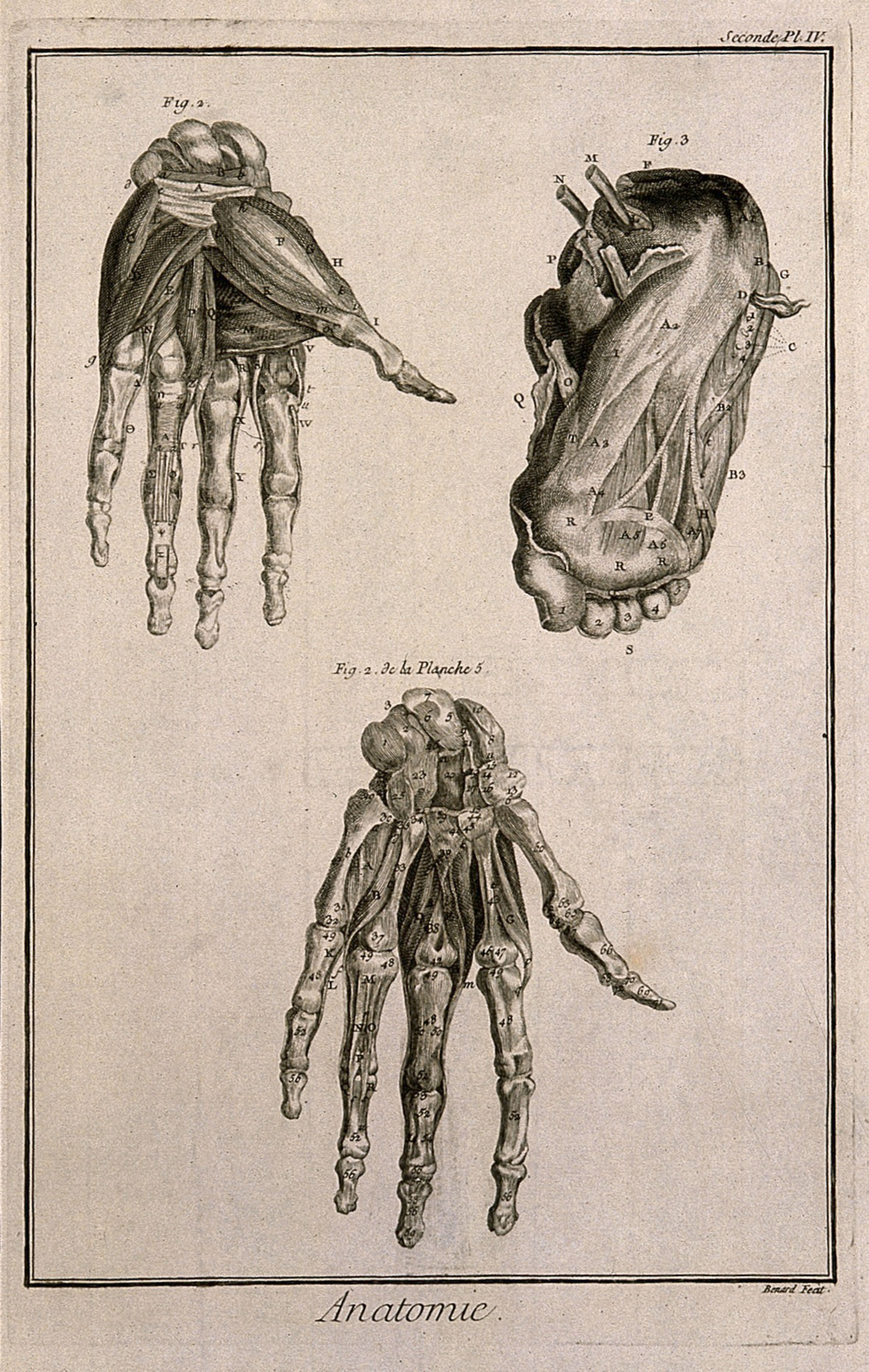 The muscles of the hand, after Albinus, and of the foot, after De Courcelles. Engraving by Benard, late 18th century.
