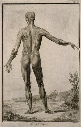 The muscles of the human body, first layer, seen from the back, after Albinus. Engraving by Benard, late 18th century.