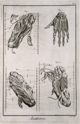 The muscles of the hand, after Albinus, and of the foot, after De Courcelles. Engraving by Benard, late 18th century.