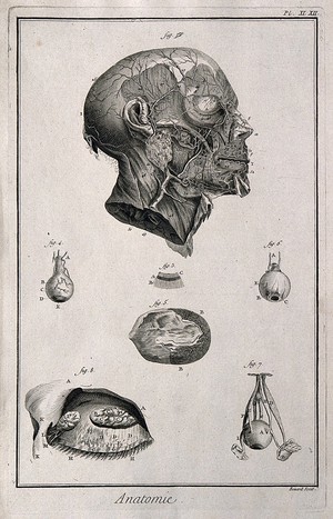 view The arteries of the head after Haller; the eye, after Ruysch, Cowper and Bidloo. Engraving by Benard, late 18th century.